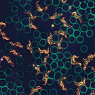 Haematologie_Axio_Lab_A1